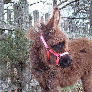 Meet your Posher, Tammy